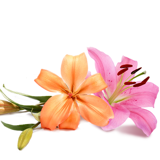 euterpa flower